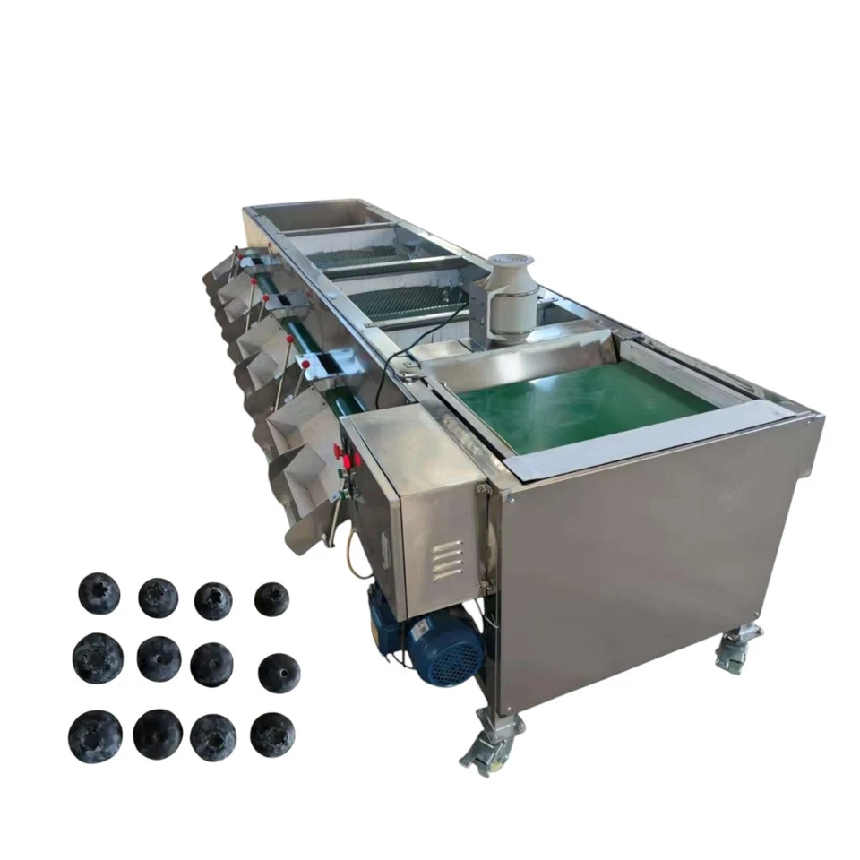Machine de tri et de sélection de myrtilles